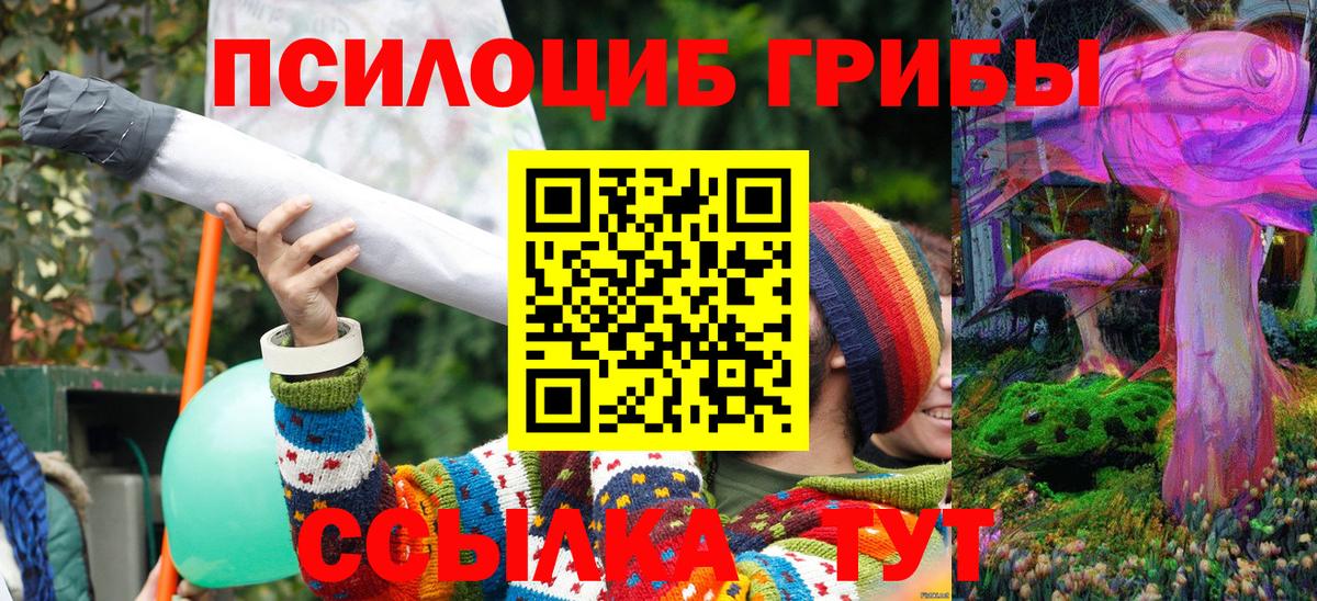 Галлюциногенные грибы Psilocybe Черногорск